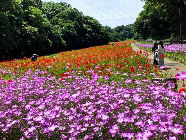 横須賀くりはま花の国・5/22～開花情報